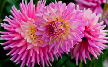 Картинка цветы георгины лепестки розовые