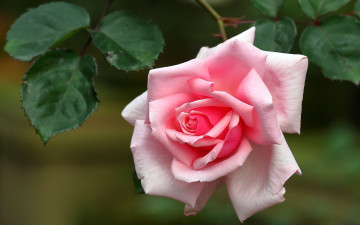 Картинка цветы розы роза