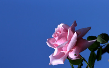 Картинка цветы розы роза