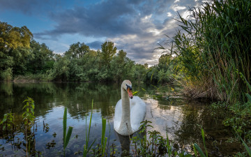 Картинка животные лебеди птичка