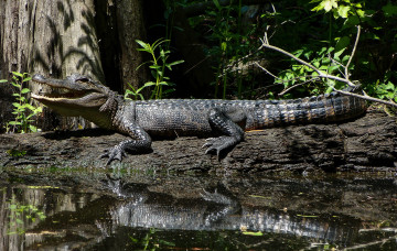 Картинка животные крокодилы крокодил