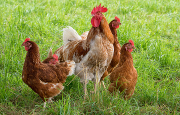Картинка животные куры +петухи птички