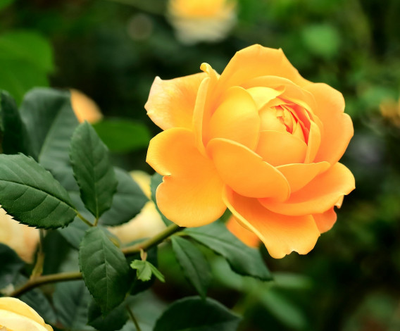 Обои картинки фото цветы, розы, роза