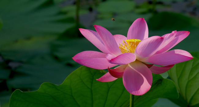 Обои картинки фото цветы, лотосы, фон, лепестки