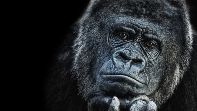 Обои картинки фото животные, обезьяны, гариллы