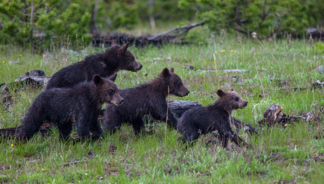 Обои картинки фото животные, медведи, мишки