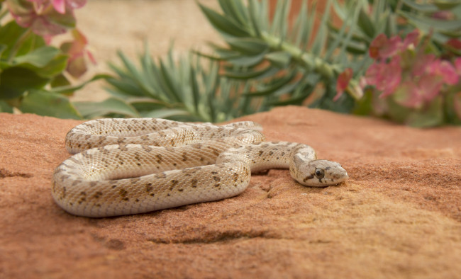 Обои картинки фото животные, змеи,  питоны,  кобры, змейка