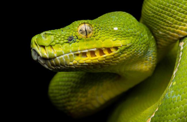 Обои картинки фото животные, змеи,  питоны,  кобры, змея