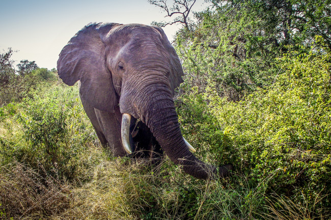 Обои картинки фото животные, слоны, слон