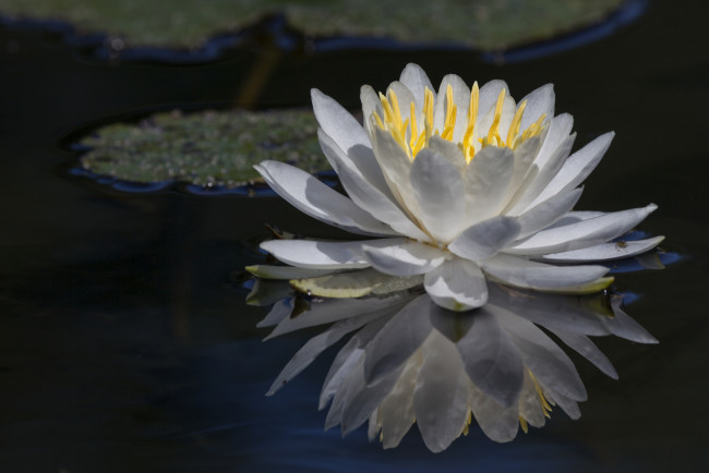 Обои картинки фото цветы, лилии водяные,  нимфеи,  кувшинки, отражение, цветок