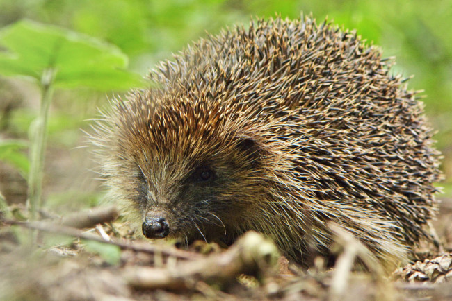 Обои картинки фото животные, ежи, ежик