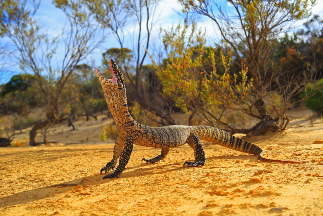 Обои картинки фото животные, Ящерицы,  игуаны,  вараны, ящерка