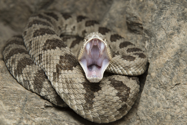 Обои картинки фото животные, змеи,  питоны,  кобры, змея