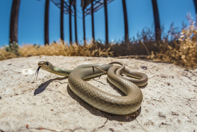 Обои картинки фото животные, змеи,  питоны,  кобры, змея