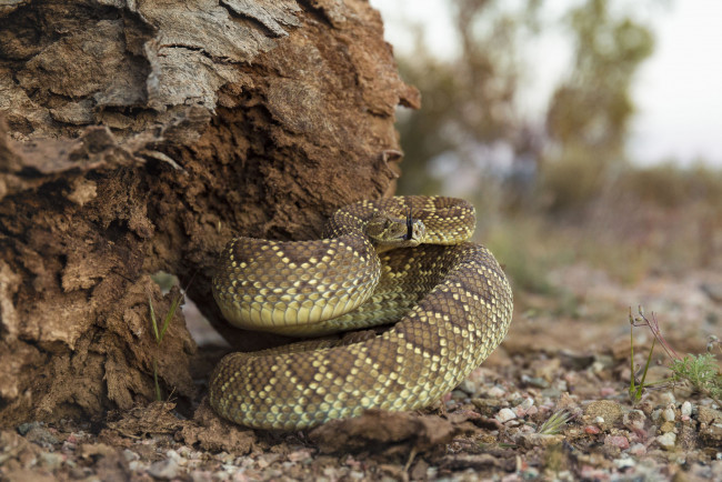 Обои картинки фото животные, змеи,  питоны,  кобры, змея
