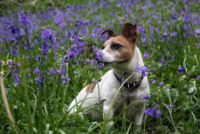 Обои картинки фото животные, собаки, песик