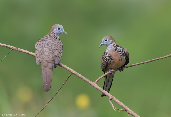 Обои картинки фото животные, голуби