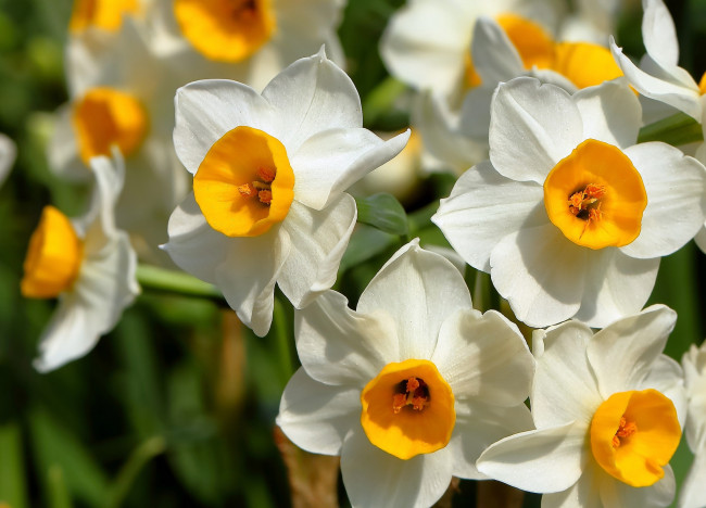 Обои картинки фото цветы, нарциссы