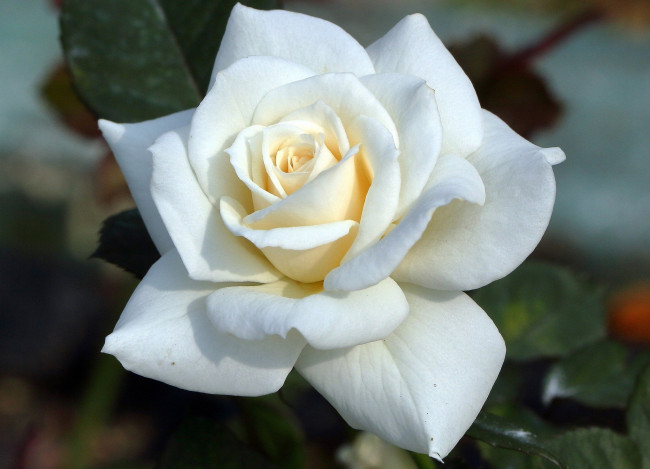 Обои картинки фото цветы, розы, роза