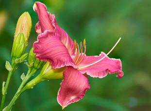 Картинка цветы лилии +лилейники бутоны боке лилейник лепестки макро