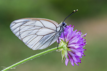 Картинка животные бабочки +мотыльки +моли давиде бабочка цветок насекомое