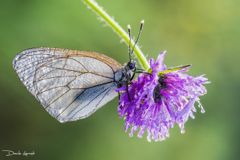 Картинка животные бабочки +мотыльки +моли капли цветок клевер насекомое бабочка