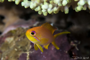 Картинка животные рыбы подводный мир море океан