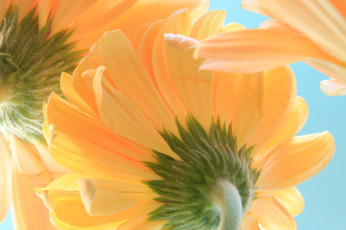 Картинка цветы герберы лепестки макро гербера небо