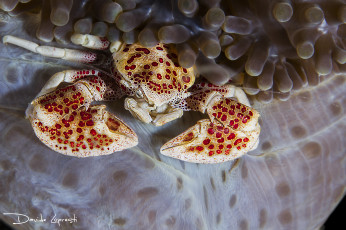 Картинка животные крабы +раки подводный мир краб вода