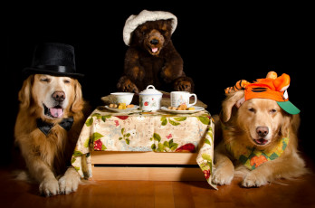 Картинка животные собаки бейсболка шляпа мишка игрушка бабочка чашка