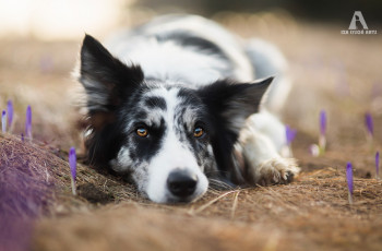Картинка животные собаки бордер колли цветы взгляд собака крокусы весна солнце глаза