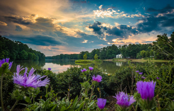 Картинка природа реки озера вода деревья цветы облака река небо