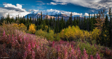 Картинка природа горы трава деревья небо