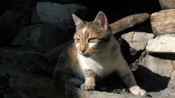 Картинка животные коты бревно