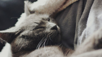 Картинка животные коты черно-белое фото отдых морда