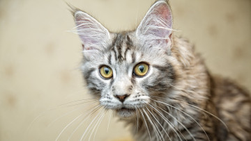 Картинка животные коты морда профиль