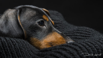 Картинка животные собаки собака взгляд такса морда глаза