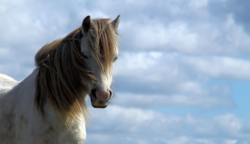 Картинка животные лошади небо грива конь