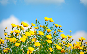 обоя цветы, луговые , полевые,  цветы, небо, желтые, весна, поле, солнце
