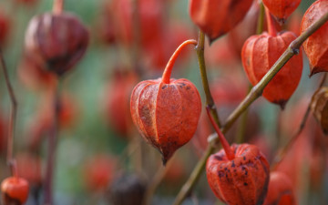 Картинка цветы природа физалис ветки фон растения