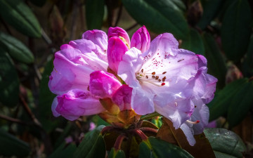 Картинка цветы рододендроны+ азалии рододендрон азалия куст листья
