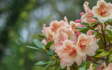 Картинка цветы рододендроны+ азалии рододендрон азалия капли вода