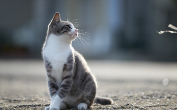 Картинка животные коты анфас