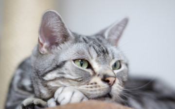 Картинка животные коты морда отдых