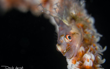 Картинка животные рыбы полипы черный фон актинии давиде lopresti актиний подводный мир рыба