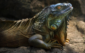 Картинка животные Ящерицы +игуаны +вараны iguana игуана крупная растительноядная ящерица