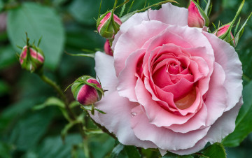 Картинка цветы розы красивые макро цветок листья бутоны