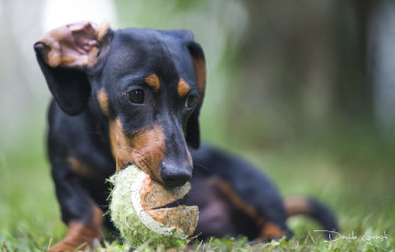 Картинка животные собаки глаза такса трава шар собака взгляд морда