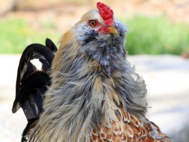 Обои картинки фото животные, куры,  петухи, птица