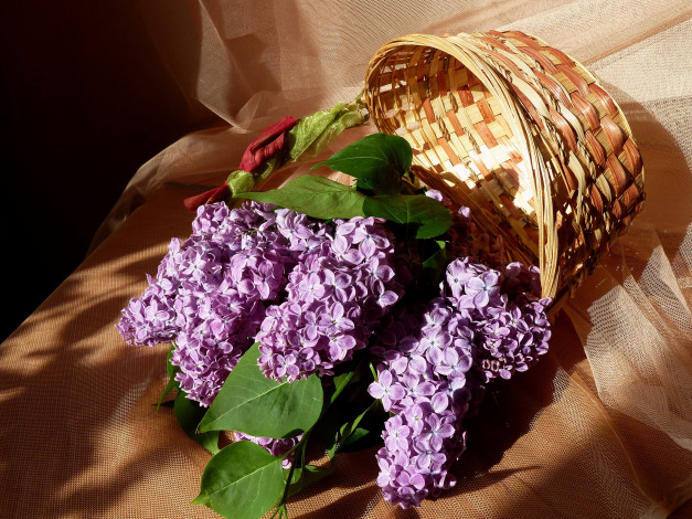 Обои картинки фото цветы, сирень, тени, ветки, корзина, ткань